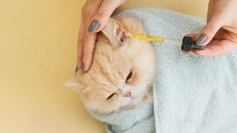 Proses membersihkan telinga kucing menggunakan cairan pembersih dan pipet dengan posisi dibalut handuk