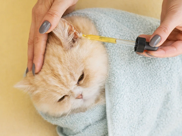 Proses membersihkan telinga kucing Persia menggunakan cairan pembersih dengan pipet