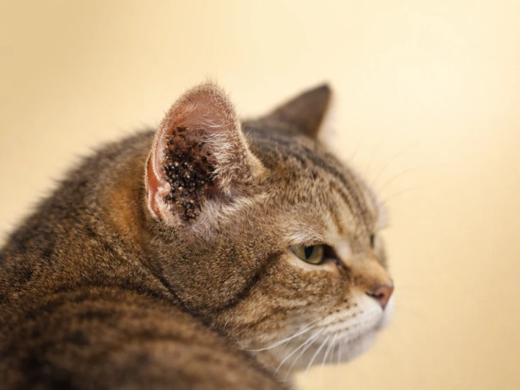 Telinga kucing dengan kotoran hitam akibat ear mites pada kucing sebagai tanda tungau telinga pada kucing yang membuat kucing gatal terus