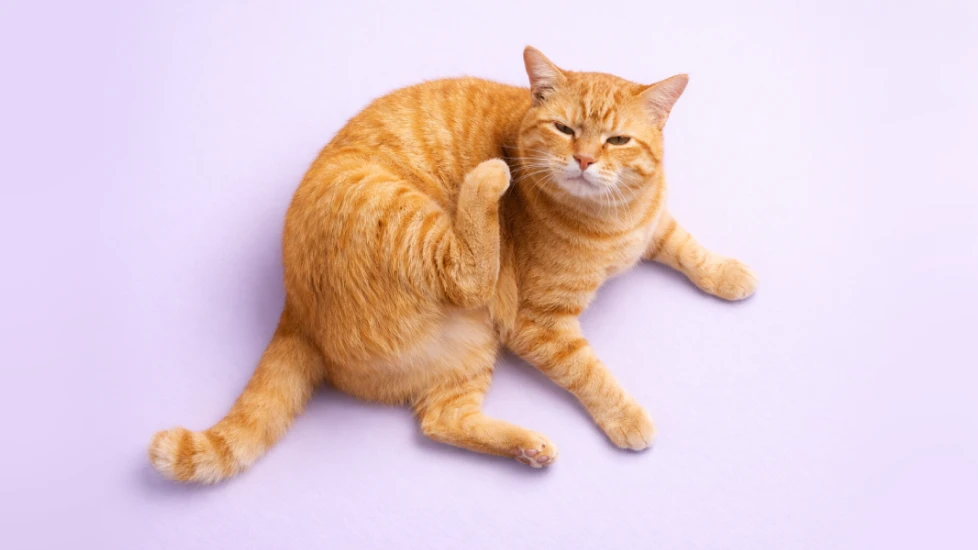 Kutu pada Kucing