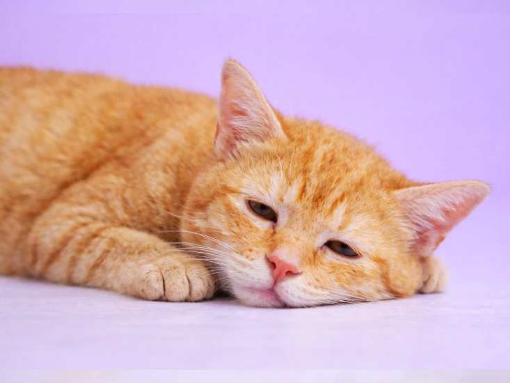 Anak kucing terlihat lemas sebagai gejala lanjutan kutu pada kucing yang dapat menyebabkan anemia