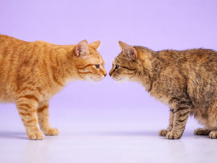 Kucing sehat berinteraksi dengan kucing lain yang kotor sebagai salah satu penyebab kutu pada kucing
