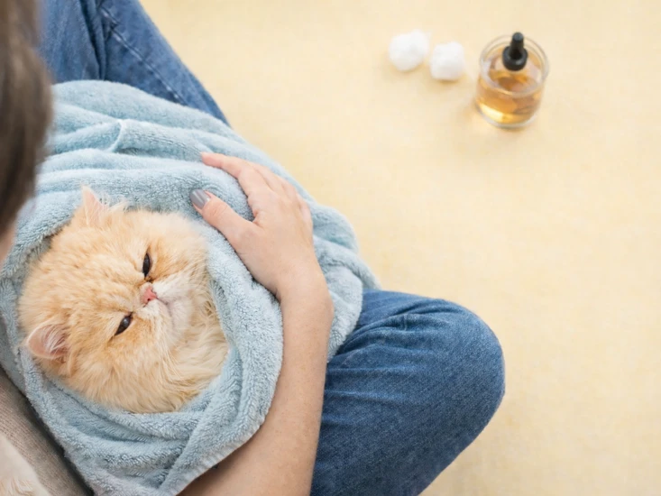 Posisi kucing Persia dibungkus handuk saat cara membersihkan telinga kucing agar lebih tenang