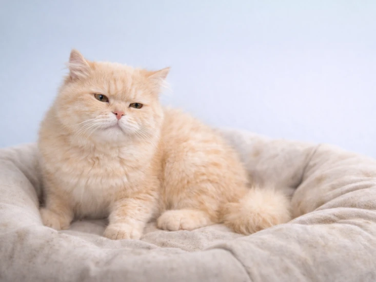 Kucing Persian di tempat tidur kotor yang berisiko menyebabkan scabies