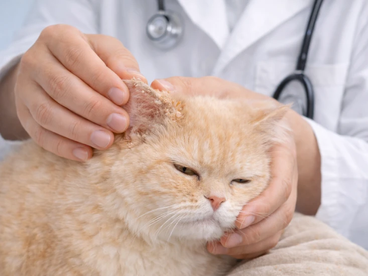 Kucing Persian sedang diobati pada area leher akibat scabies pada kucing