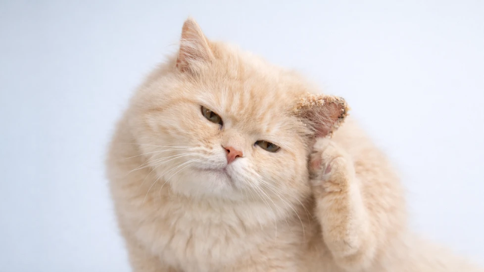 Scabies pada Kucing